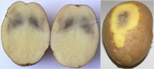 Как распознать болезни картофеля и бороться с ними?