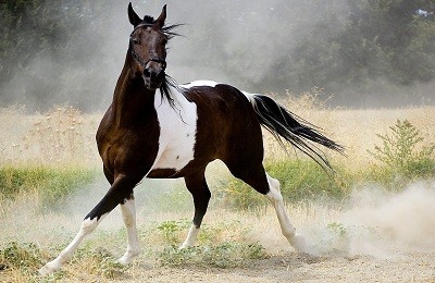 Особенности окраса и распространение лошадей пегой масти
