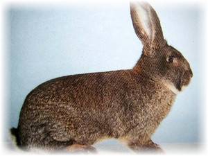 Кролики породы ризен: особенности ухода и содержания