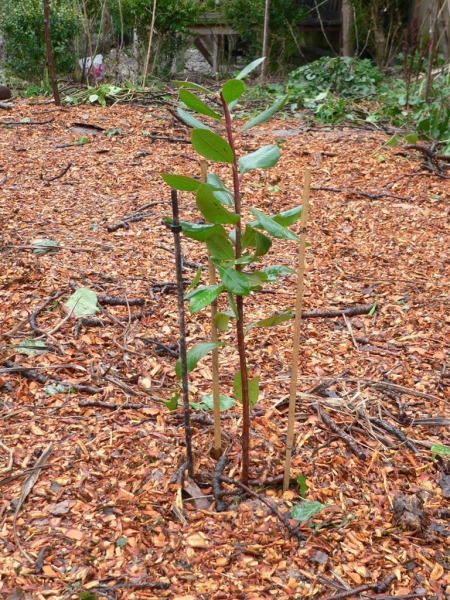 Земляничное дерево — арбутус. Выращивание, посадка, размножение, уход