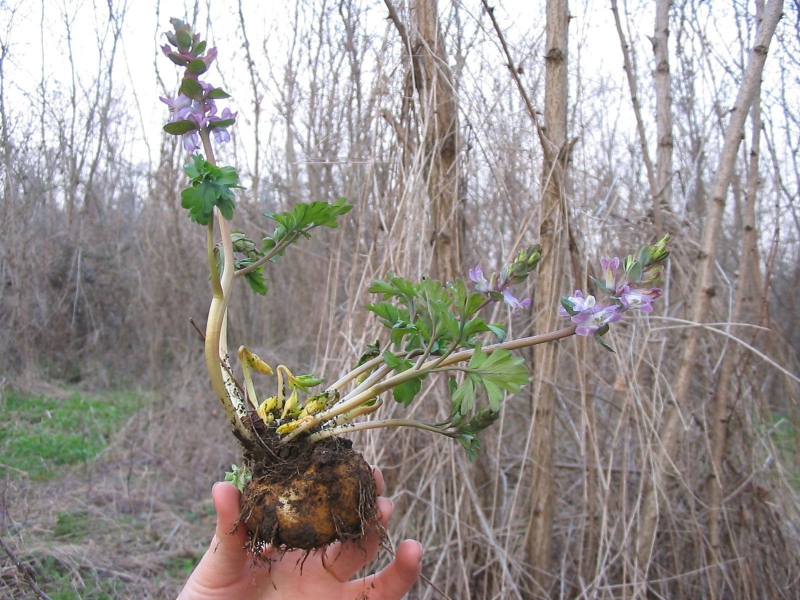 Цветок хохлатка — выращивание, посадка, размножение и уход