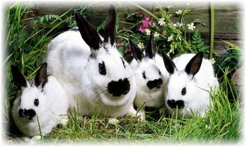 Кролики бабочка: уход и содержание в домашних условиях