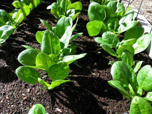 Эффективный стимулятор роста растений оксидант торфа: инструкция по применению