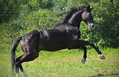 Характеристика и история развития лошадей русской верховой породы