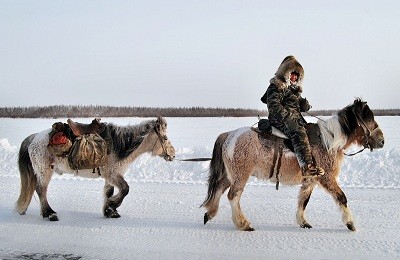 Полярные лошади из Якутии