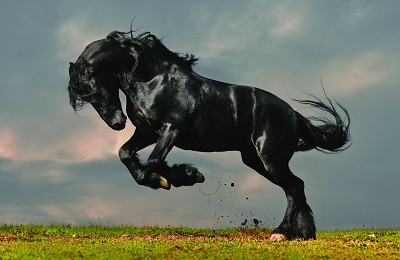 «Черная жемчужина» из Голландии: особенности фризской породы лошадей