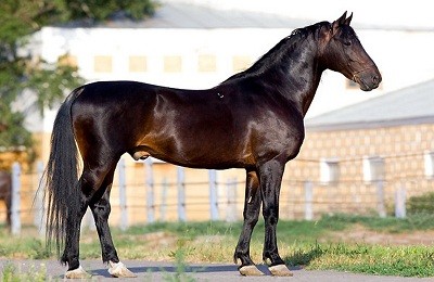 Обзор основных и необычных мастей лошади