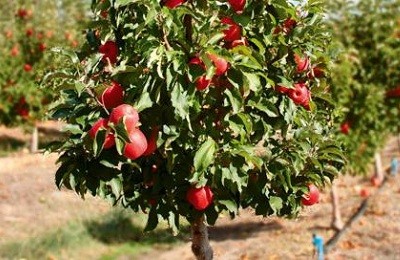 Особенности и отличия карликовых плодовых деревьев