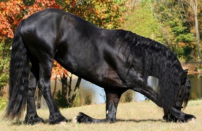 «Черная жемчужина» из Голландии: особенности фризской породы лошадей