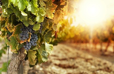 Почему виноград отказывается плодоносить и как это исправить?