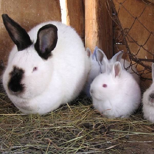 Чем привлек внимание животноводов белый кролик и его основные конкуренты