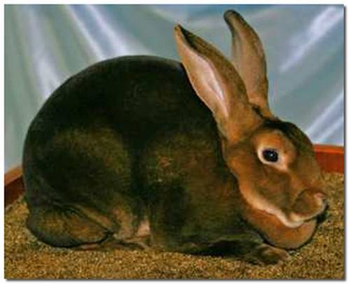 Заболевание кроликов: кал, моча, зубы