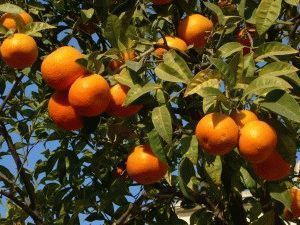 Как вырастить апельсин из косточки в домашних условиях с плодами