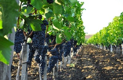 Сроки плодоношения винограда после посадки