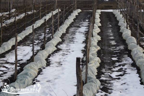 Как укрыть виноград на зиму  сроки, способы укрытия, утепление молодого винограда