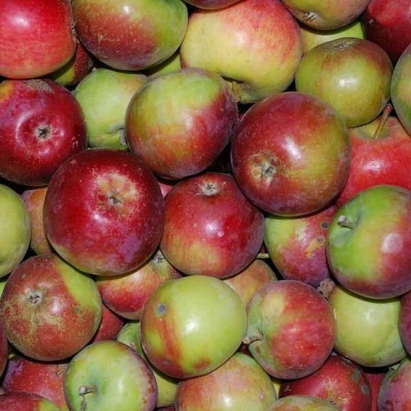 Новые популярные сорта яблонь  достойная замена старым проверенным сортам
