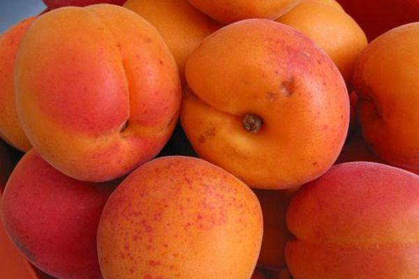 Обзор сортов абрикоса для средней полосы России