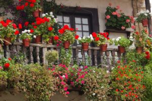 Цветы и растения на балконе