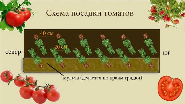 Как формируется схема посадки помидор в теплице из поликарбоната