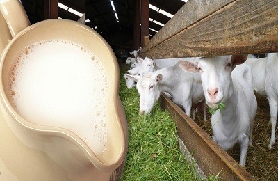 Какое молоко является более полезным: козье или коровье?