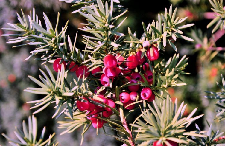 Хвойное дерево тис – выращивание, посадка, размножение и уход
