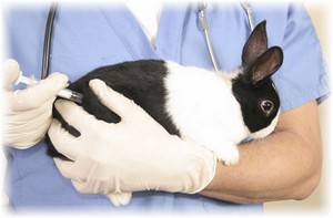 Прививка кролику: как принести пользу, а не вред