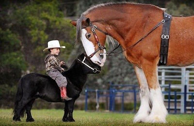 От пони до тяжеловоза: сколько весят и что могут лошади?