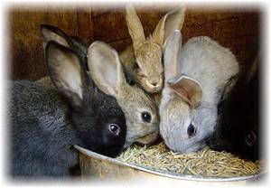 Кормление кроликов: виды и рацион