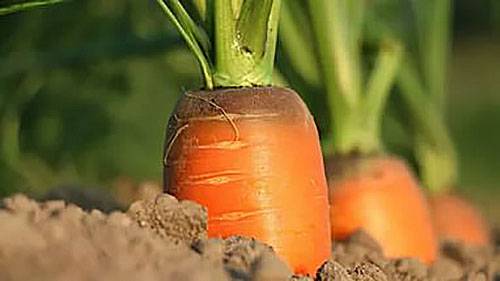 Народные средства для удобрения моркови в открытом грунте