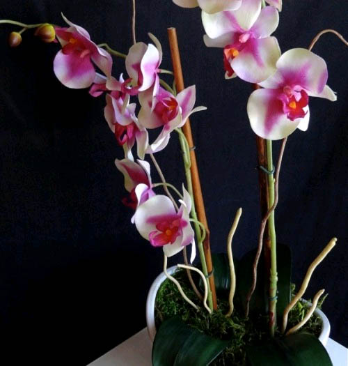Красивые орхидеи в горшке круглый год 