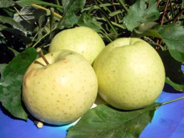 Колоновидная яблоня Медок: выращивание и уход