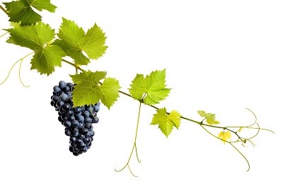 Влияние винограда на работу ЖКТ