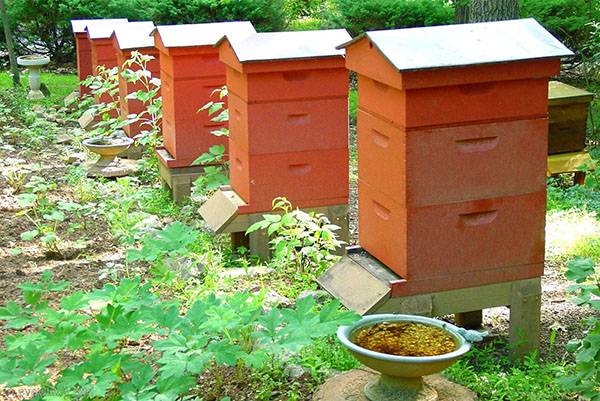 Как правильно организовать пчеловодство для начинающих