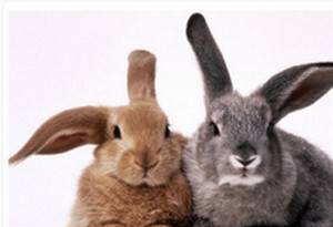 Различие кролика от крольчихи