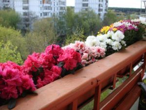 Идеи по озеленению балкона