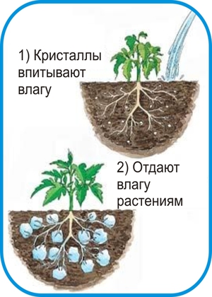 Гидрогель для растений: инструкция по применению