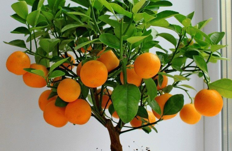 Как вырастить апельсин из косточки в домашних условиях с плодами