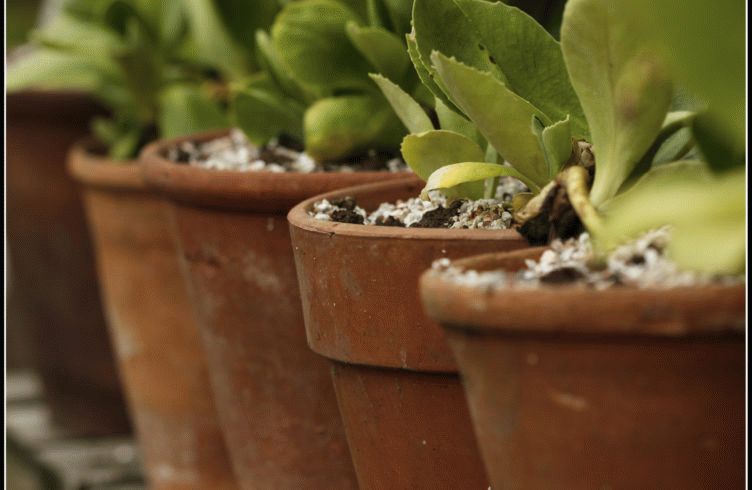 Регулятор роста растений Этамон — назначение и способ применения