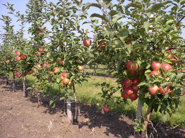 Как собрать богатый урожай с полукарликовых яблонь