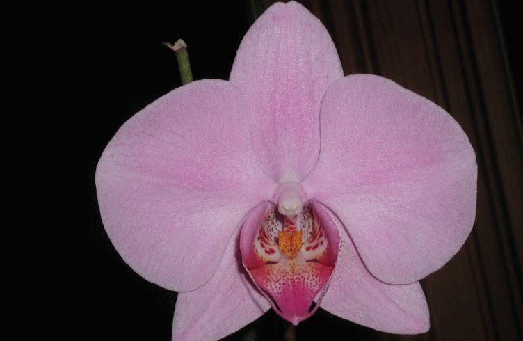 Чем лучше подкармливать орхидею чтобы она зацвела
