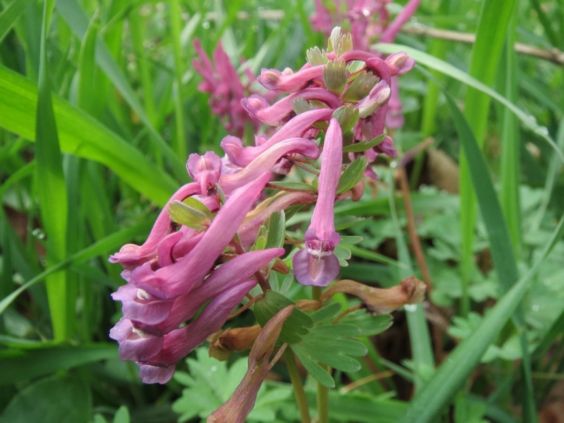 Цветок хохлатка — выращивание, посадка, размножение и уход