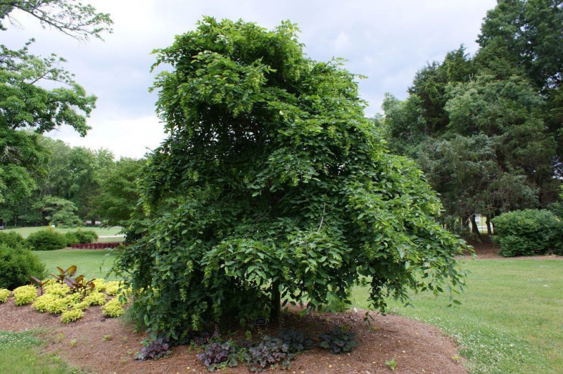 Дерево хмелеграб – выращивание, посадка, размножение и уход