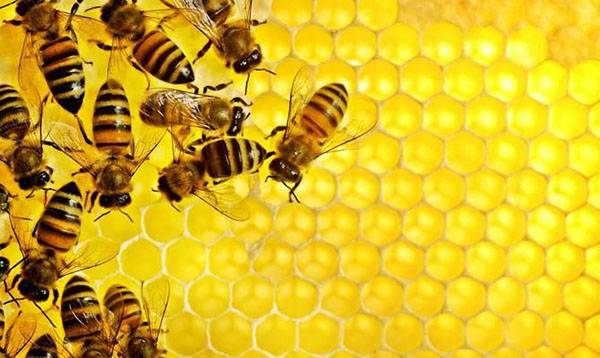 Как правильно организовать пчеловодство для начинающих