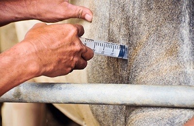 Заражение коров и свиней сибирской язвой и ее лечение