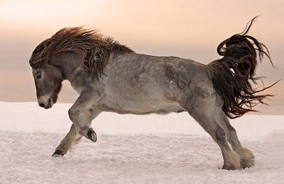 Полярные лошади из Якутии