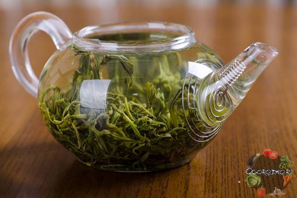 Зеленый чай -  польза и вред, лечебные свойства, как заваривать, для женщин и мужчин, детям