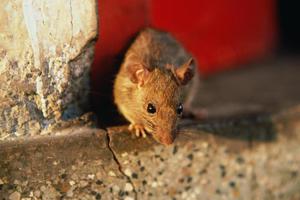 Как и какими средствами бороться в частных домах с мышами
