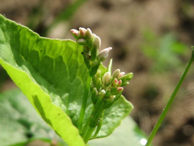 Гречиха посевная – выращивание, посадка, размножение и уход