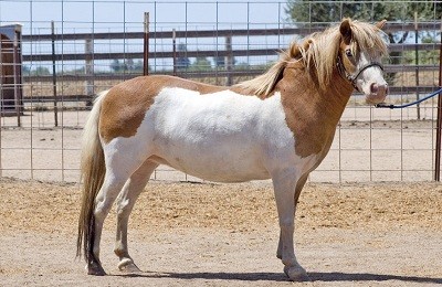 Особенности окраса и распространение лошадей пегой масти