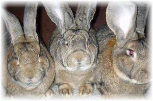 Кролики породы фландр, выбор и содержание